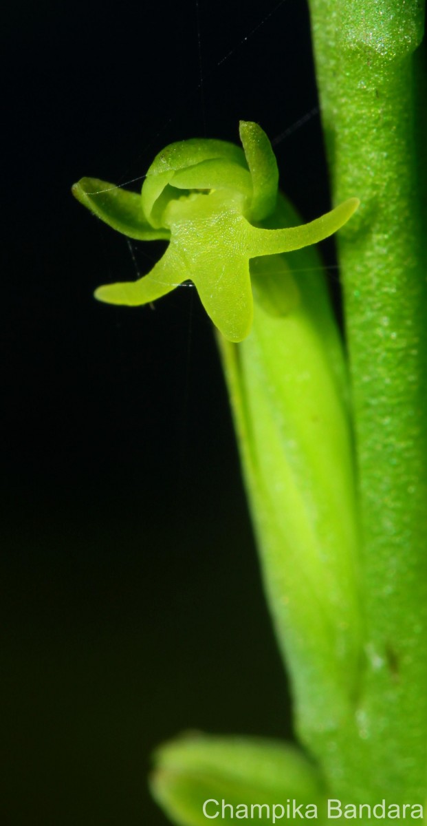 Peristylus densus (Lindl.) Santapau & Kapadia